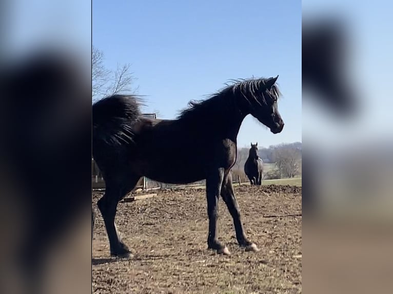 Vollblutaraber Stute 5 Jahre 154 cm Rappe in Mengen