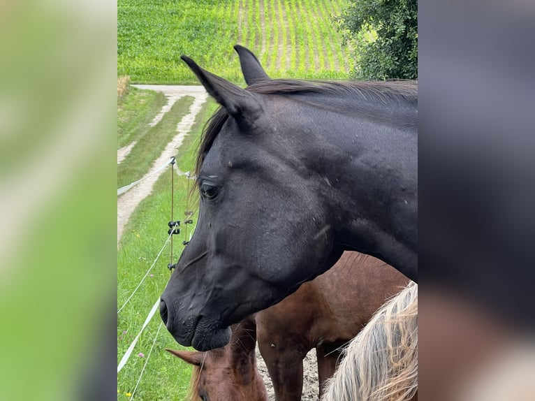 Vollblutaraber Stute 5 Jahre 154 cm Rappe in Mengen