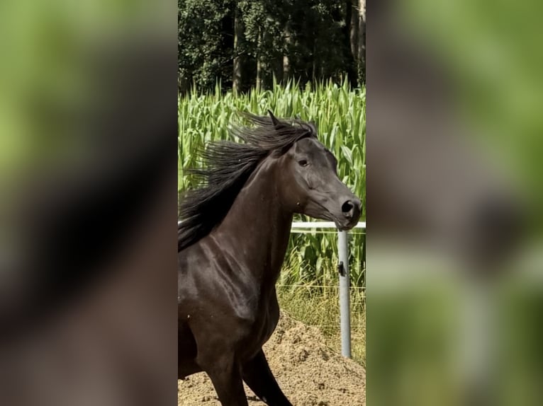 Vollblutaraber Stute 5 Jahre 154 cm Rappe in Mengen