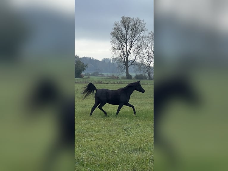 Vollblutaraber Stute 5 Jahre 154 cm Rappe in Mengen