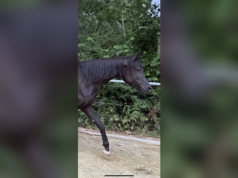 Vollblutaraber Stute 5 Jahre 154 cm Rappe in Mengen