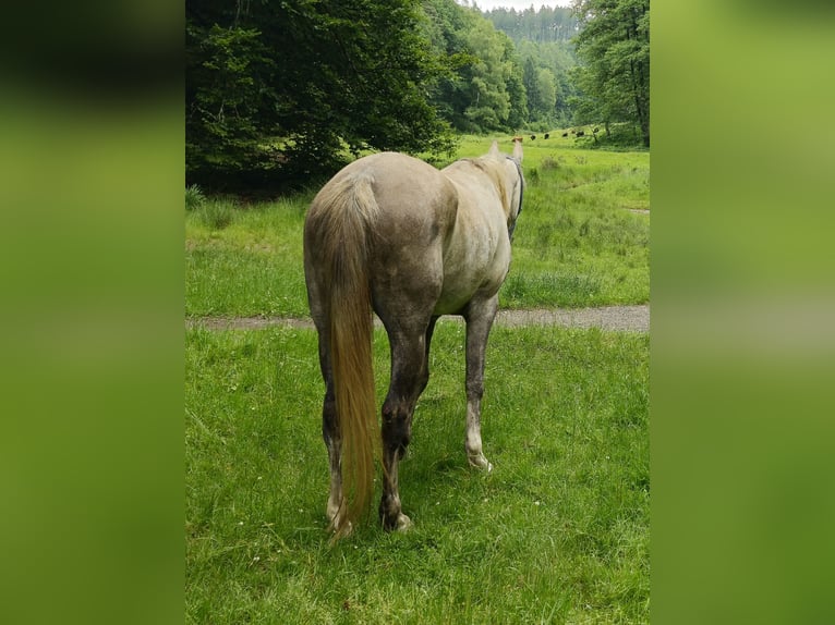 Vollblutaraber Stute 5 Jahre 154 cm Schimmel in Schotten