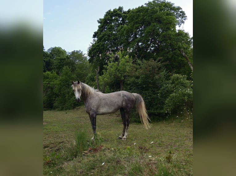 Vollblutaraber Stute 5 Jahre 154 cm Schimmel in Schotten