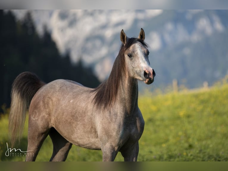 Vollblutaraber Stute 5 Jahre 154 cm Schimmel in Söll