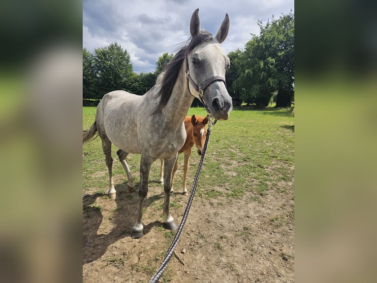Vollblutaraber Stute 5 Jahre 155 cm Blauschimmel in Simmerath