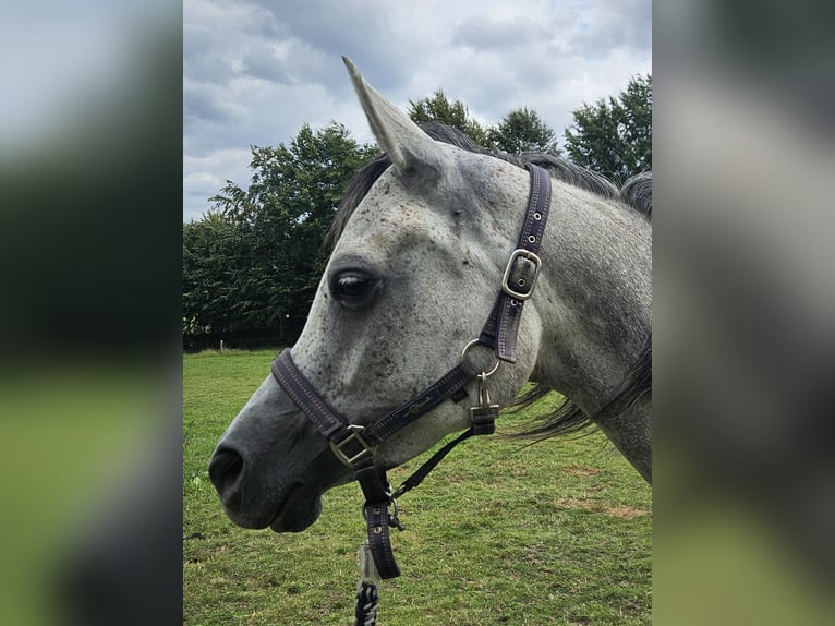 Vollblutaraber Stute 5 Jahre 155 cm Blauschimmel in Simmerath