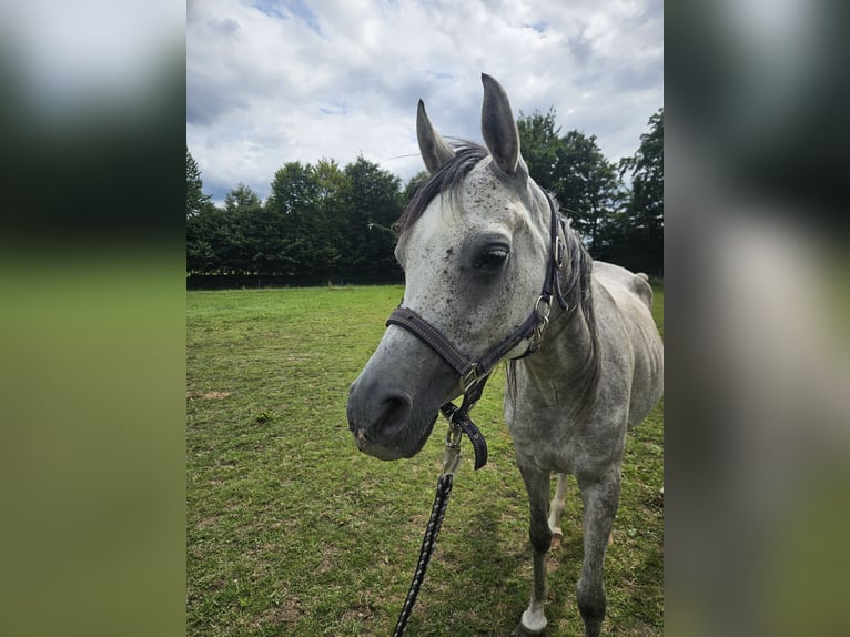 Vollblutaraber Stute 5 Jahre 155 cm Blauschimmel in Simmerath