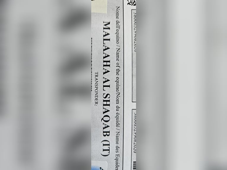Vollblutaraber Stute 5 Jahre 155 cm Blauschimmel in Simmerath