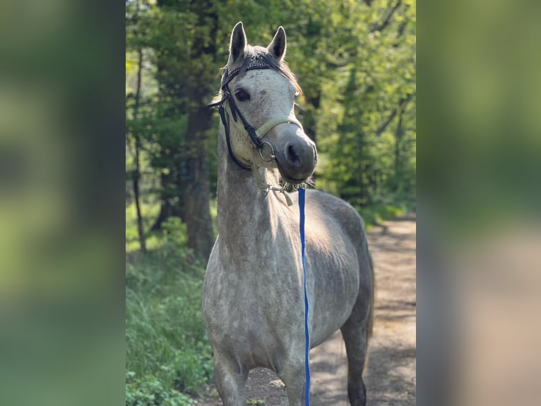 Vollblutaraber Stute 5 Jahre 155 cm Blauschimmel in Simmerath