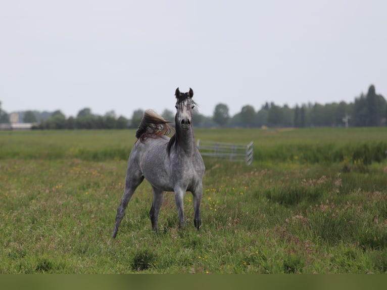 Vollblutaraber Stute 5 Jahre 155 cm Schimmel in Nieuwkoop