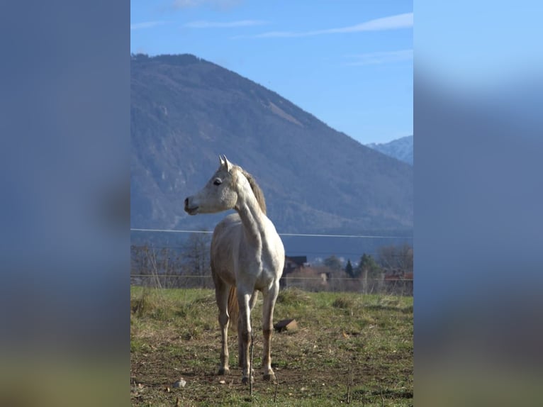 Vollblutaraber Stute 5 Jahre 155 cm White in Zgornje Gorje