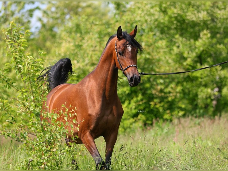 Vollblutaraber Stute 5 Jahre 156 cm Brauner in LODZ
