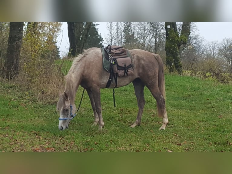 Vollblutaraber Stute 5 Jahre 156 cm in Schotten