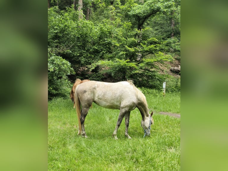 Vollblutaraber Stute 5 Jahre 156 cm in Schotten