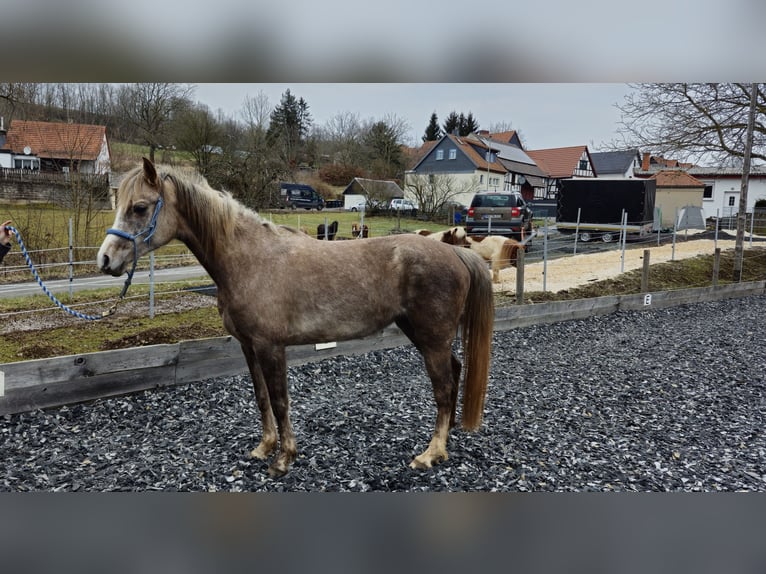 Vollblutaraber Stute 5 Jahre 156 cm in Schotten