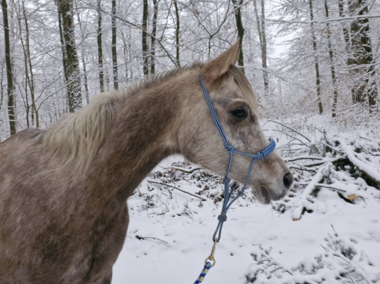 Vollblutaraber Stute 5 Jahre 156 cm in Schotten