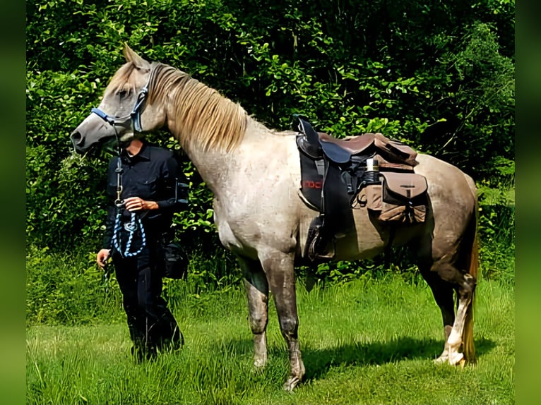 Vollblutaraber Stute 5 Jahre 156 cm in Schotten