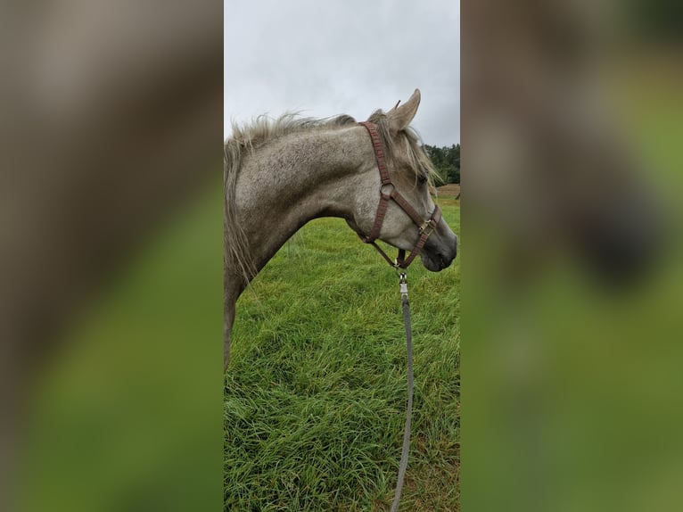 Vollblutaraber Stute 5 Jahre 156 cm in Schotten