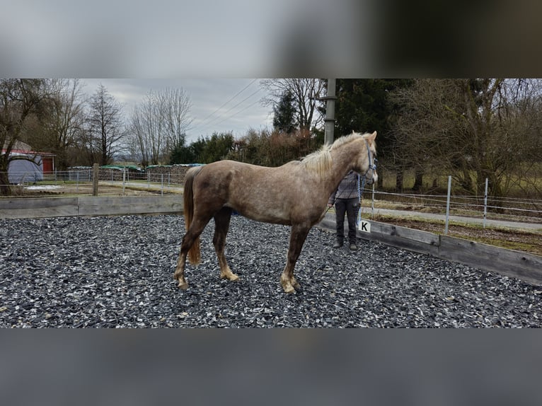 Vollblutaraber Stute 5 Jahre 156 cm in Schotten
