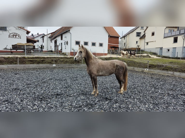 Vollblutaraber Stute 5 Jahre 156 cm in Schotten