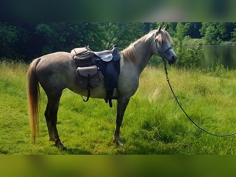 Vollblutaraber Stute 5 Jahre 156 cm in Schotten
