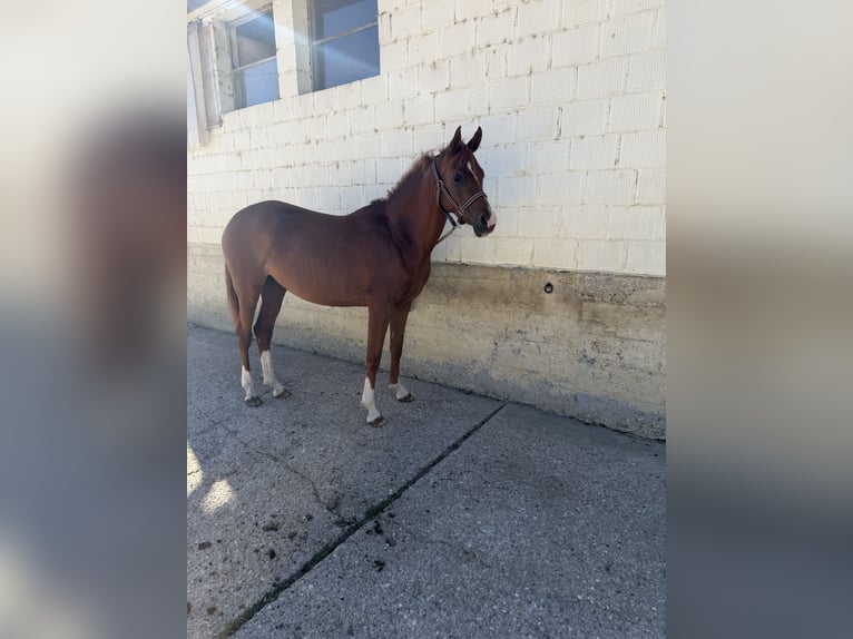 Vollblutaraber Stute 5 Jahre 157 cm Fuchs in Biel-Benken BL