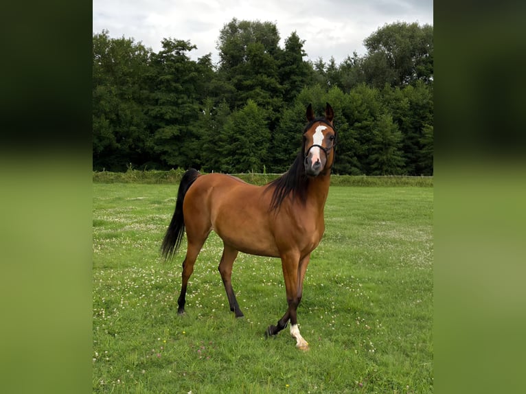 Vollblutaraber Stute 6 Jahre 141 cm Brauner in bierbeek