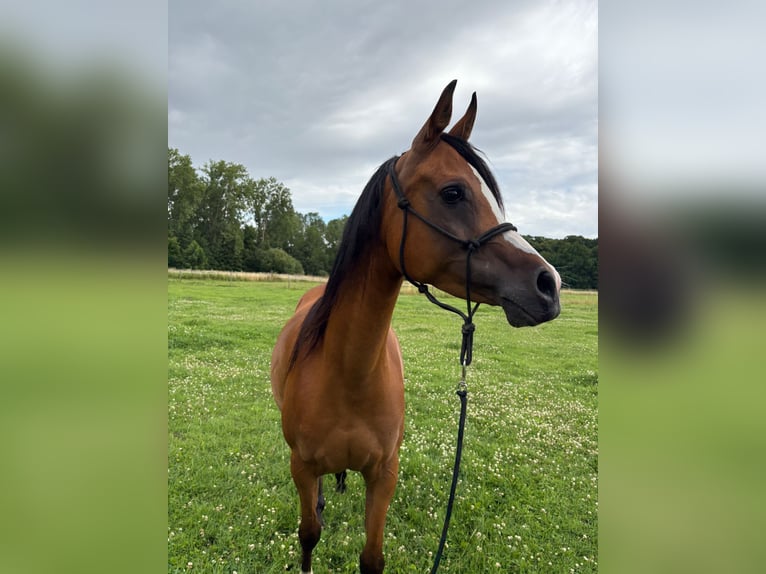 Vollblutaraber Stute 6 Jahre 141 cm Brauner in bierbeek