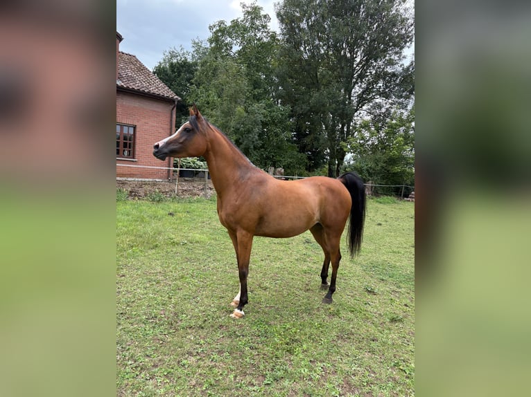 Vollblutaraber Stute 6 Jahre 141 cm Brauner in bierbeek