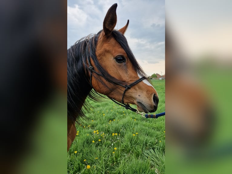Vollblutaraber Stute 6 Jahre 141 cm Brauner in bierbeek