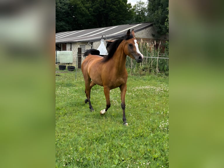 Vollblutaraber Stute 6 Jahre 141 cm Brauner in bierbeek