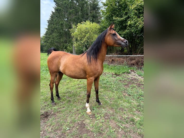 Vollblutaraber Stute 6 Jahre 141 cm Brauner in bierbeek