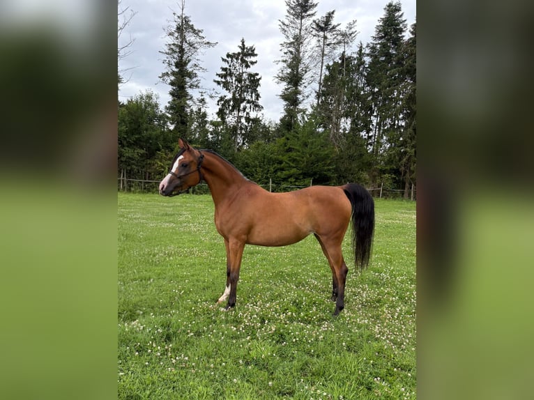 Vollblutaraber Stute 6 Jahre 141 cm Brauner in bierbeek