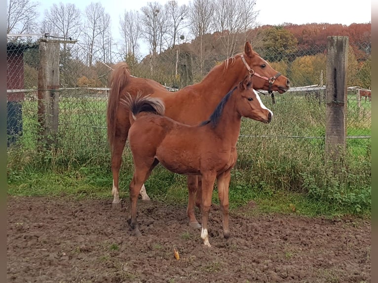 Vollblutaraber Stute 6 Jahre 141 cm Brauner in bierbeek