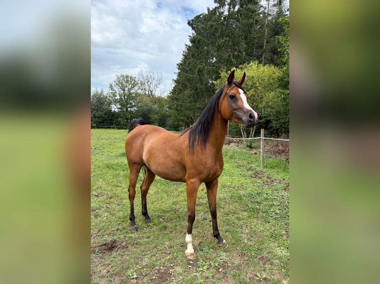 Vollblutaraber Stute 6 Jahre 141 cm Brauner in bierbeek