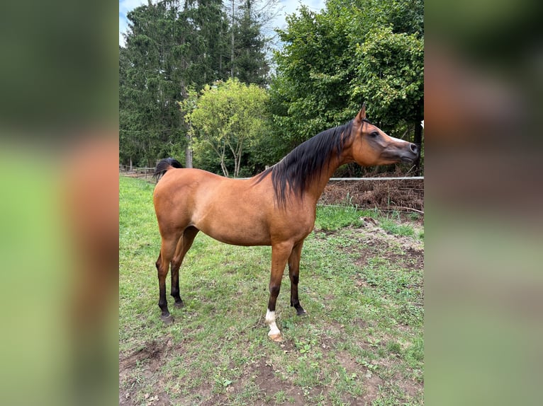 Vollblutaraber Stute 6 Jahre 141 cm Brauner in bierbeek