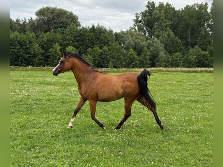 Vollblutaraber Stute 6 Jahre 141 cm Brauner in bierbeek