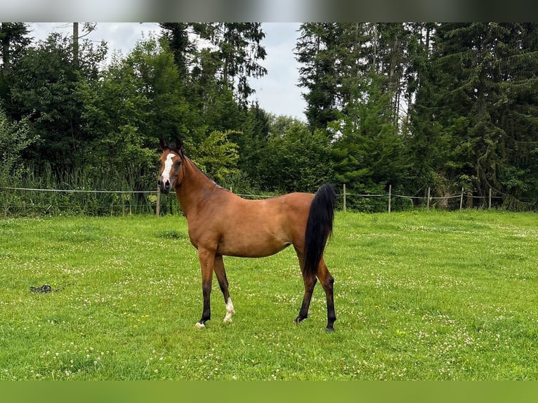 Vollblutaraber Stute 6 Jahre 141 cm Brauner in bierbeek