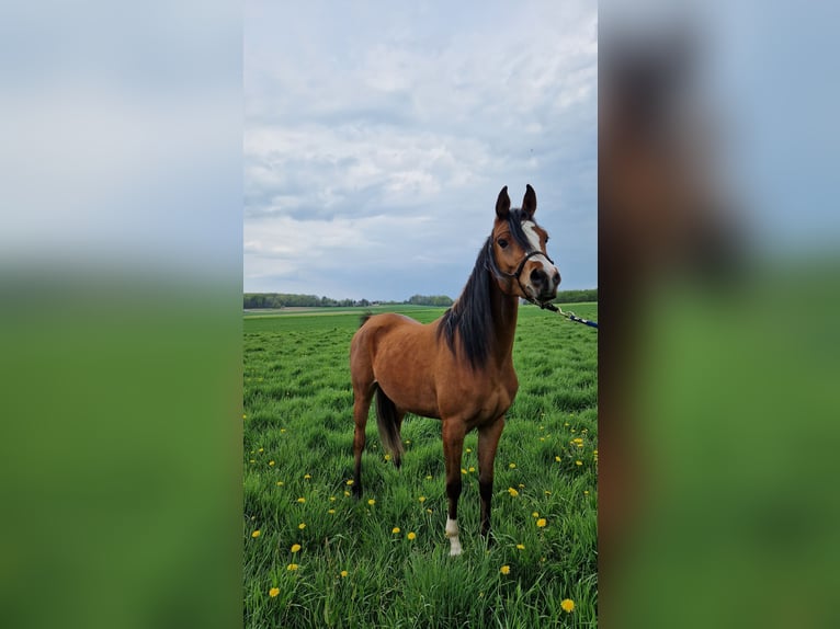 Vollblutaraber Stute 6 Jahre 141 cm Brauner in bierbeek