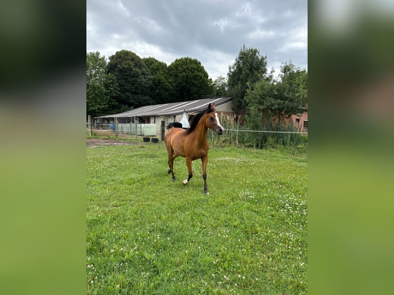 Vollblutaraber Stute 6 Jahre 141 cm Brauner in bierbeek