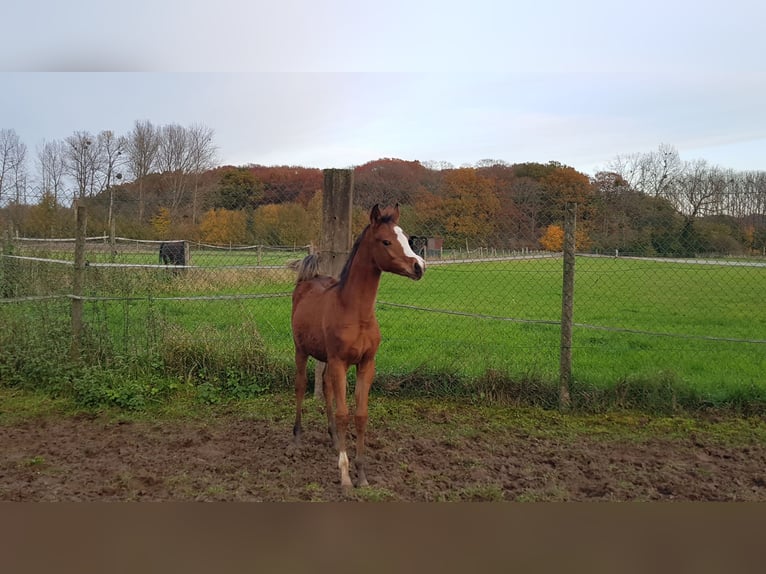 Vollblutaraber Stute 6 Jahre 141 cm Brauner in bierbeek