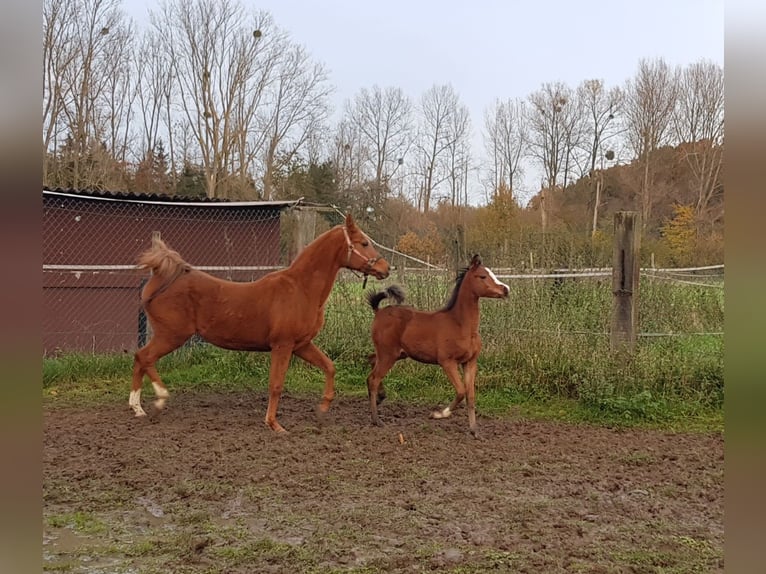 Vollblutaraber Stute 6 Jahre 141 cm Brauner in bierbeek