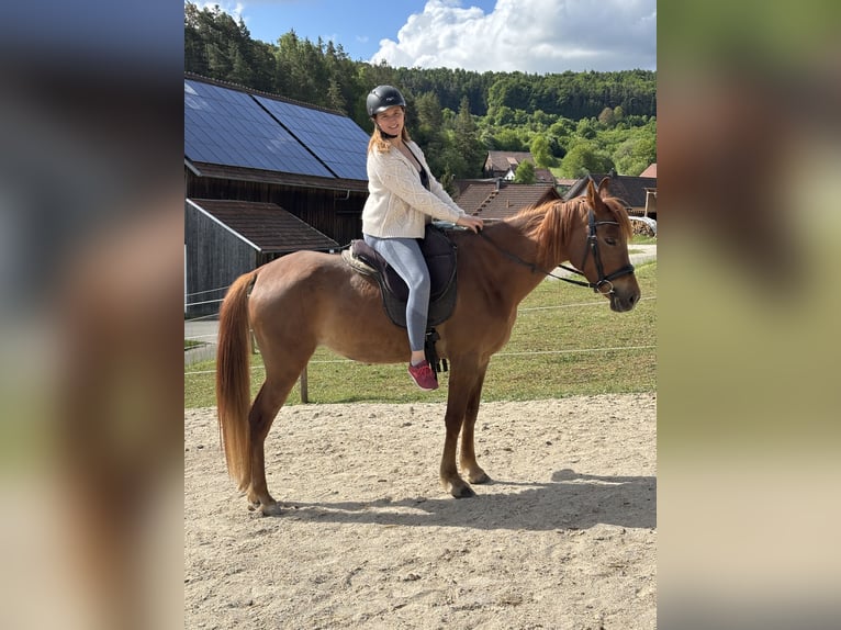 Vollblutaraber Stute 6 Jahre 145 cm Fuchs in KastL