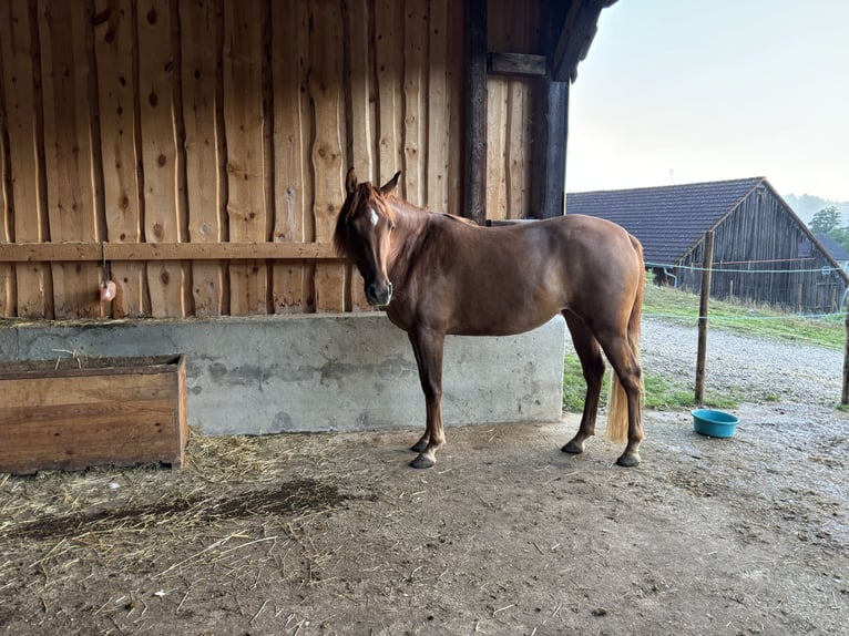 Vollblutaraber Stute 6 Jahre 145 cm Fuchs in KastL