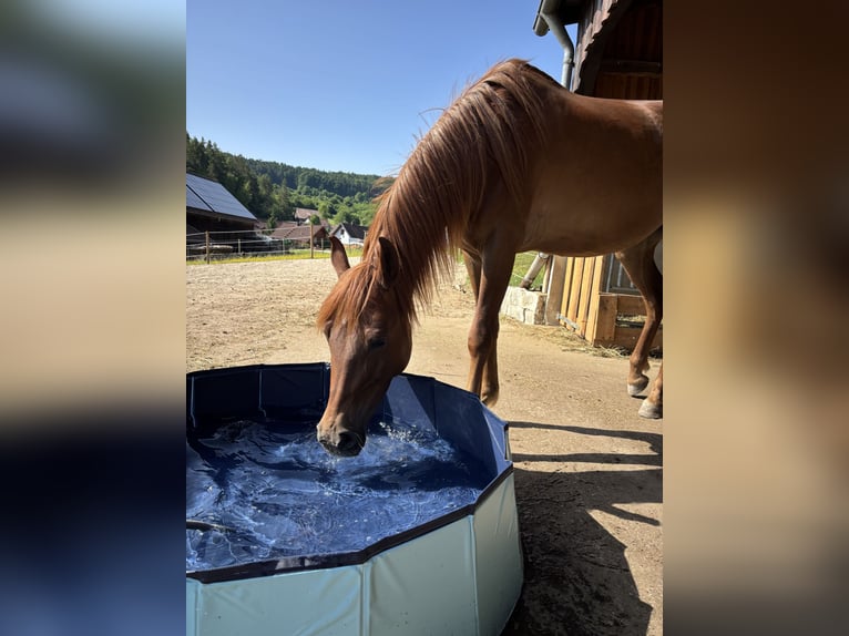 Vollblutaraber Stute 6 Jahre 145 cm Fuchs in KastL