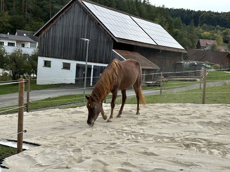 Vollblutaraber Stute 6 Jahre 145 cm Fuchs in KastL