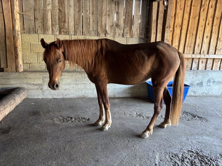 Vollblutaraber Stute 6 Jahre 145 cm Fuchs in KastL