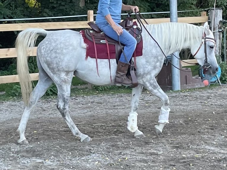 Vollblutaraber Stute 6 Jahre 148 cm Schimmel in Freiburg im BreisgauFReiburg