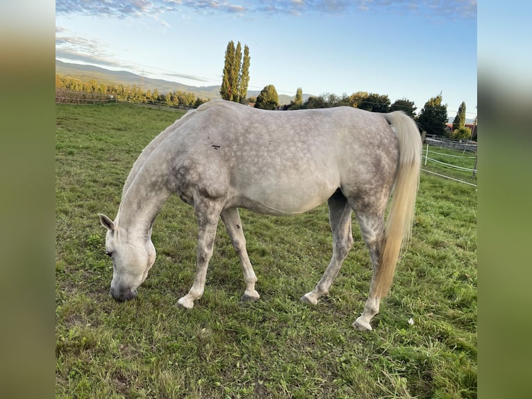 Vollblutaraber Stute 6 Jahre 148 cm Schimmel in Freiburg im BreisgauFReiburg