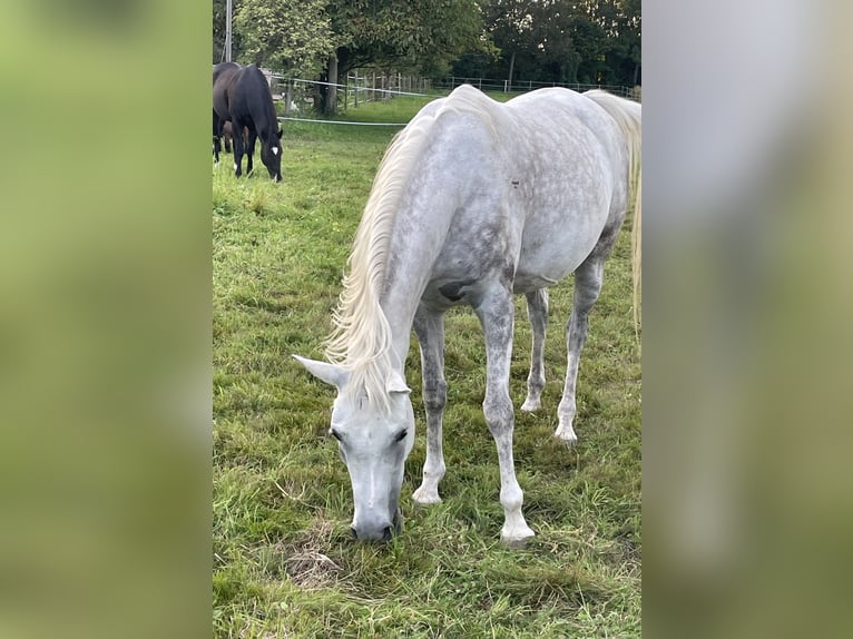 Vollblutaraber Stute 6 Jahre 148 cm Schimmel in Freiburg im BreisgauFReiburg
